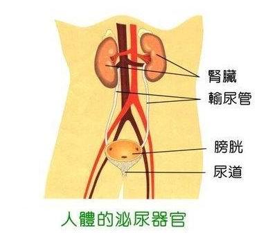 【泌尿系统:由上而下为,肾脏,输尿管,膀胱,与尿道.