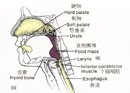 胃內視鏡檢查，『吞嚥動作』應為『吸氣動作』！_圖2