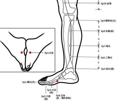 穴位保健─公孫穴（護髮安胎保腸胃）