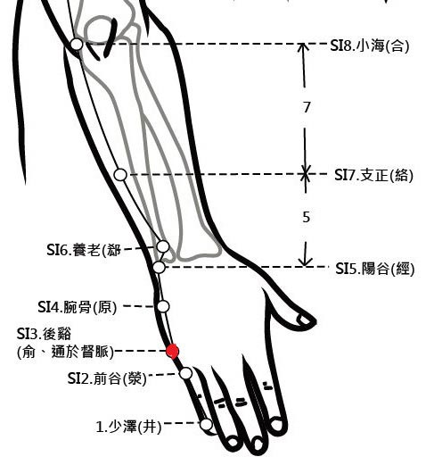 穴位�   ��健─後谿穴（通暢脊椎氣血）