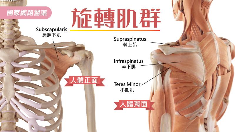 啊 殺球 羽球運動不可輕忽的肌腱傷害 專案 Kingnet國家網路醫藥 Second Opinion