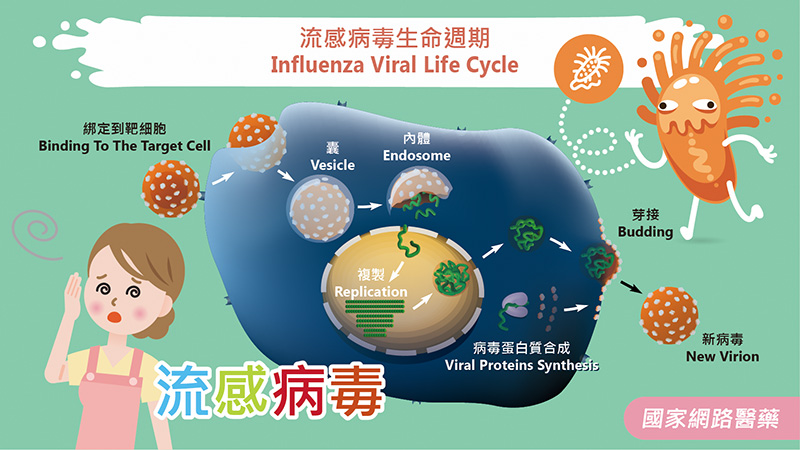 流感潮增免疫力-免疫力八戰士_圖1