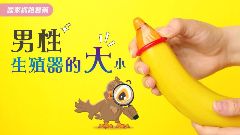 男性生殖器的大小