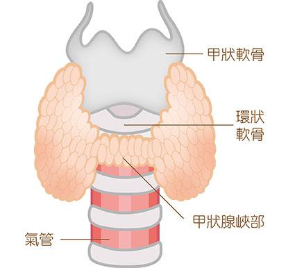 認識甲狀腺與甲狀腺疾病