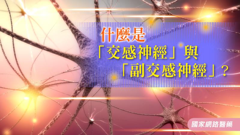 什麼是「交感神經」與「副交感神經」？