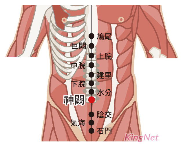 神闕穴(臍中, 命蒂, 氣合, 環谷, 維會, 生門)穴位 神闕穴(臍中, 命蒂, 氣合, 環谷, 維會, 生門)穴位