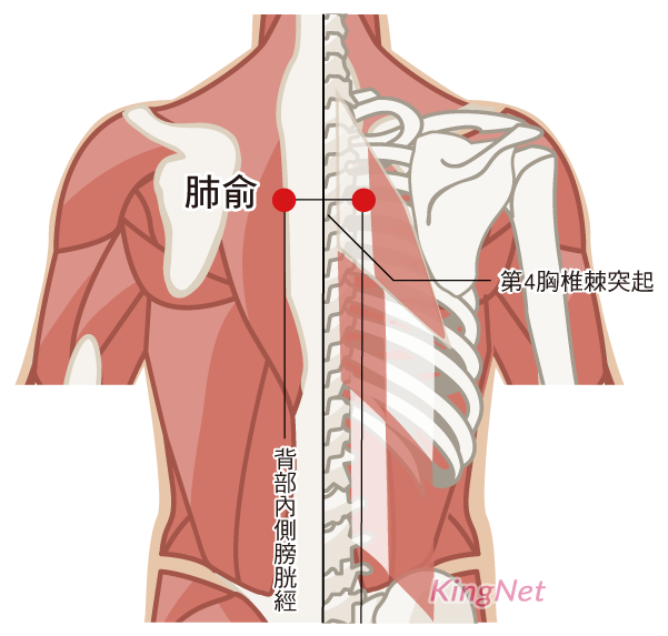 肺俞穴穴位 肺俞穴穴位