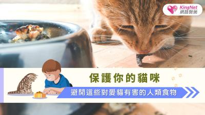 保護你的貓咪：避開這些對愛貓有害的人類食物